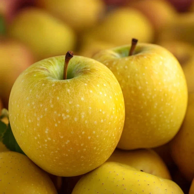 Pommier 'Golden delicious' - 1/2 tige - H.175/200cm - Pot de 15 litres - Image 5