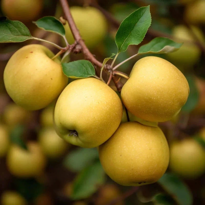 Pommier 'Golden delicious' - 1/2 tige - H.175/200cm - Pot de 15 litres - Image 6