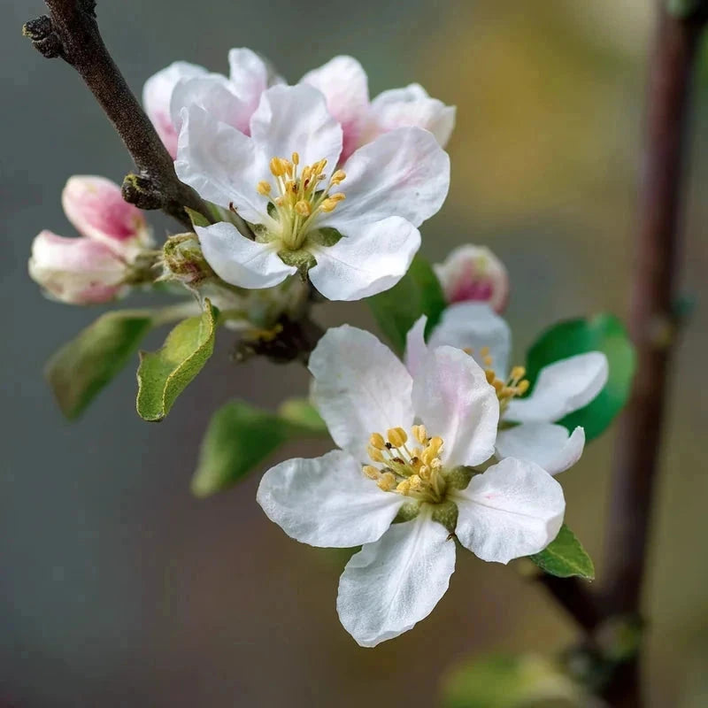 Pommier 'Golden delicious' - 1/2 tige - H.175/200cm - Pot de 15 litres - Image 9