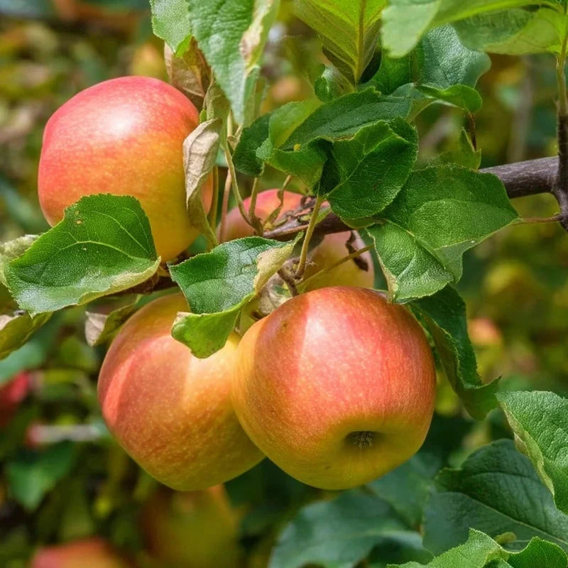 Pommier 'James grieve' - Double U - H.125/150cm - Pot de 20 litres