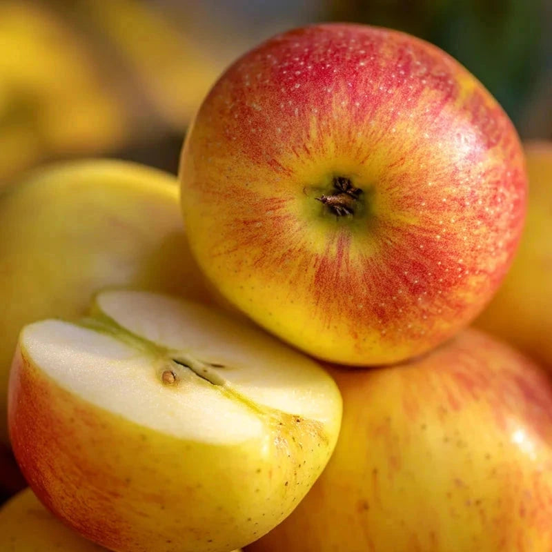 Pommier 'Jonagold' - Double U - H.125/150cm - Pot de 20 litres