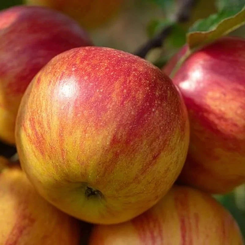 Pommier 'Reine des reinettes' - Simple U - H.100/125cm - Pot de 10 litres