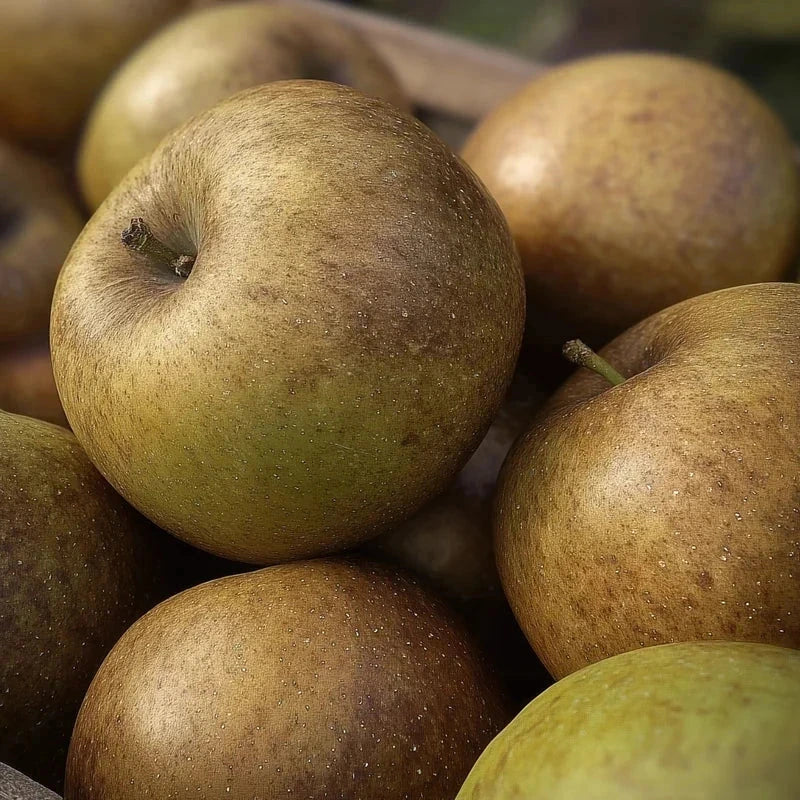 Pommier 'Reinette grise du canada' - 1/2 tige - H.175/200cm - Pot de 15 litres - Image 2