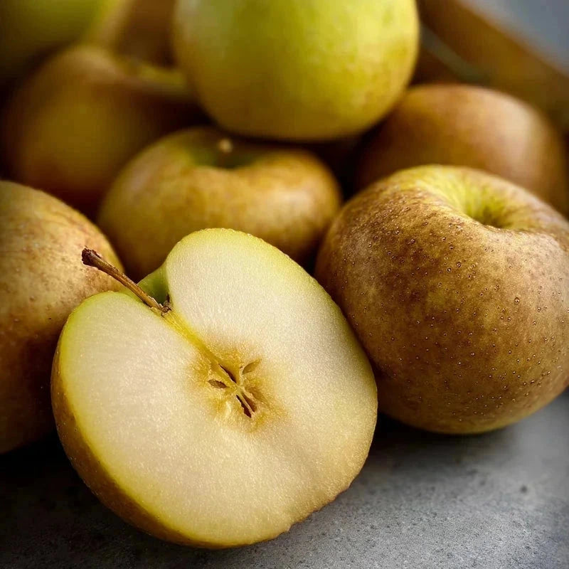 Pommier 'Reinette grise du canada' - Double U - H.150/175cm - Pot de 20 litres