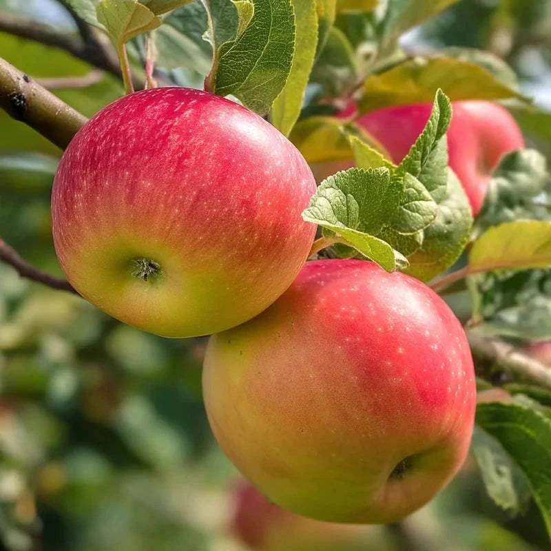 Pommier 'Royale Delbard' Label Rouge - H.125/150cm - Gobelet - Pot de 12 litres - Image 2