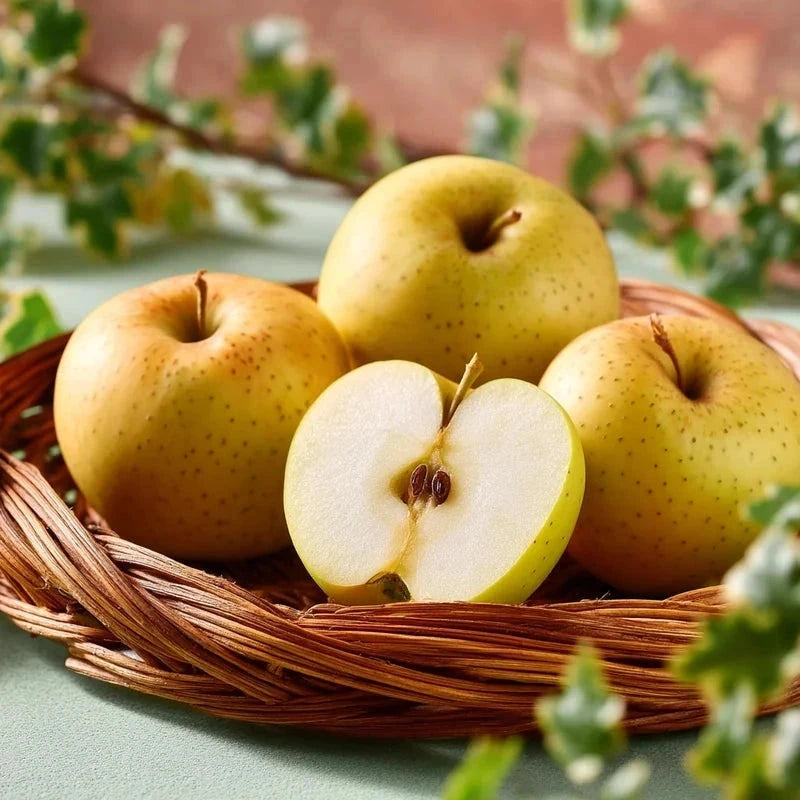 Pommier 'Tentation' - Simple U - H.100/125cm - Pot de 10 litres