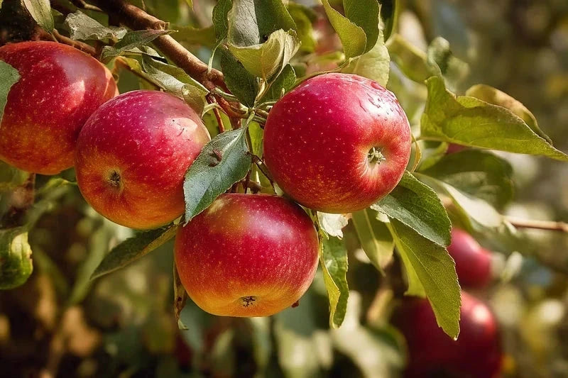 Pommier 'Villandry'- Colonnaire - H.80/100cm - Pot de 7,5 litres
