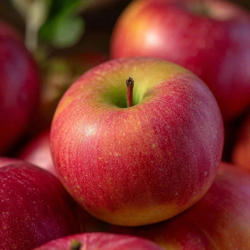 Pommier bio 'Delbardivine' - Gobelet - H.125/150cm - Pot de 12 litres