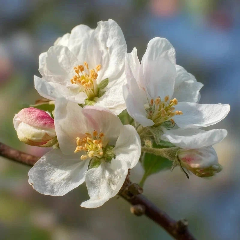 Pommier bio 'Granny Smith' - Gobelet - H.125/150cm - Pot de 7,5 litres - Image 6