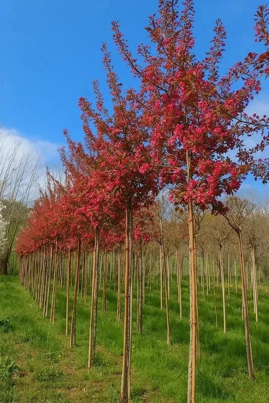 Pommier d'ornement 'Coccinella Courtarou' - H.175/200cm - Pot de 15 litres