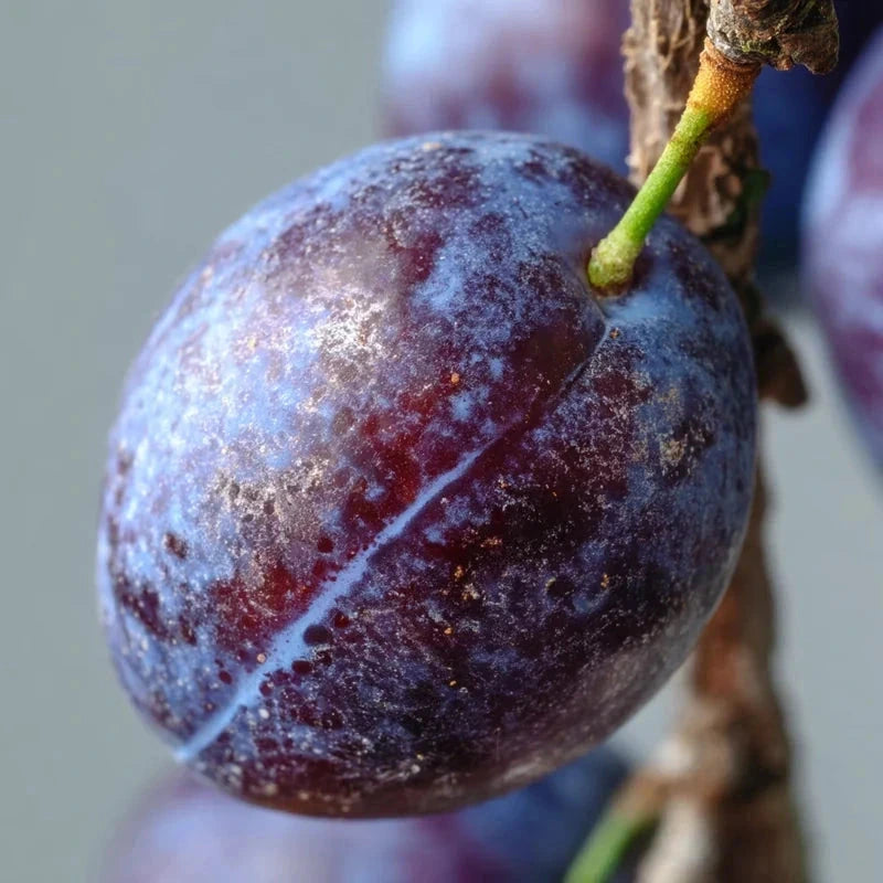 Prunier 'Ente' - 1/2 tige - H.175/200cm - Pot de 12 litres - Image 2