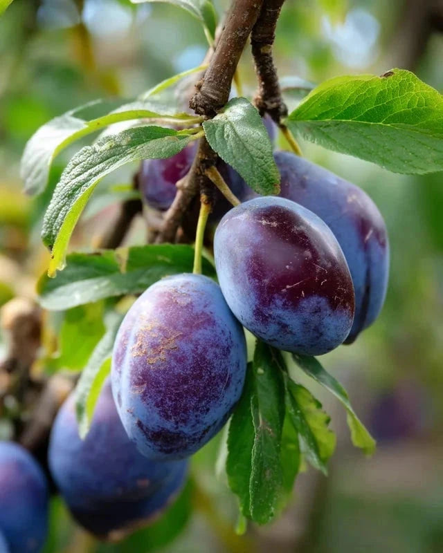 Prunier 'Ente' - 1/2 tige - H.175/200cm - Pot de 12 litres - Image 3