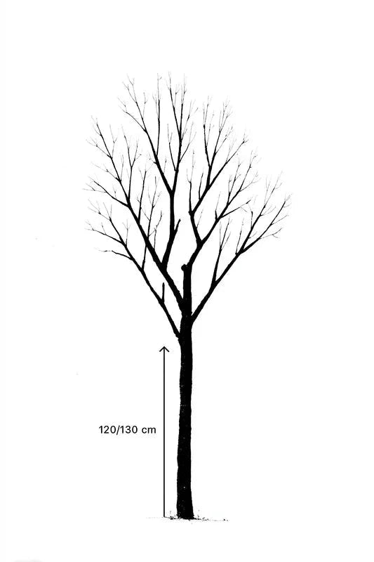 Prunier 'Ente' - 1/2 tige - H.175/200cm - Pot de 12 litres - Image 7