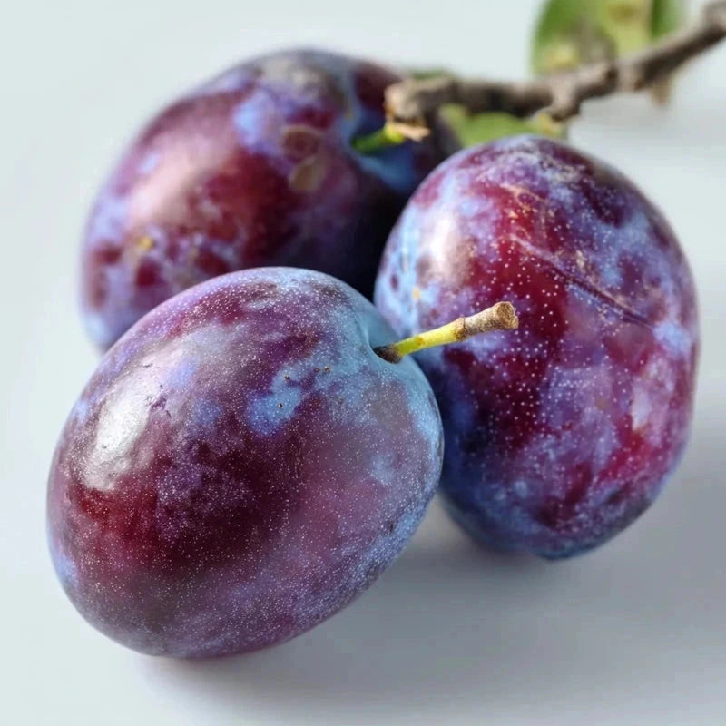 Prunier 'Ente' - 1/2 tige - H.175/200cm - Pot de 15 litres - Image 4