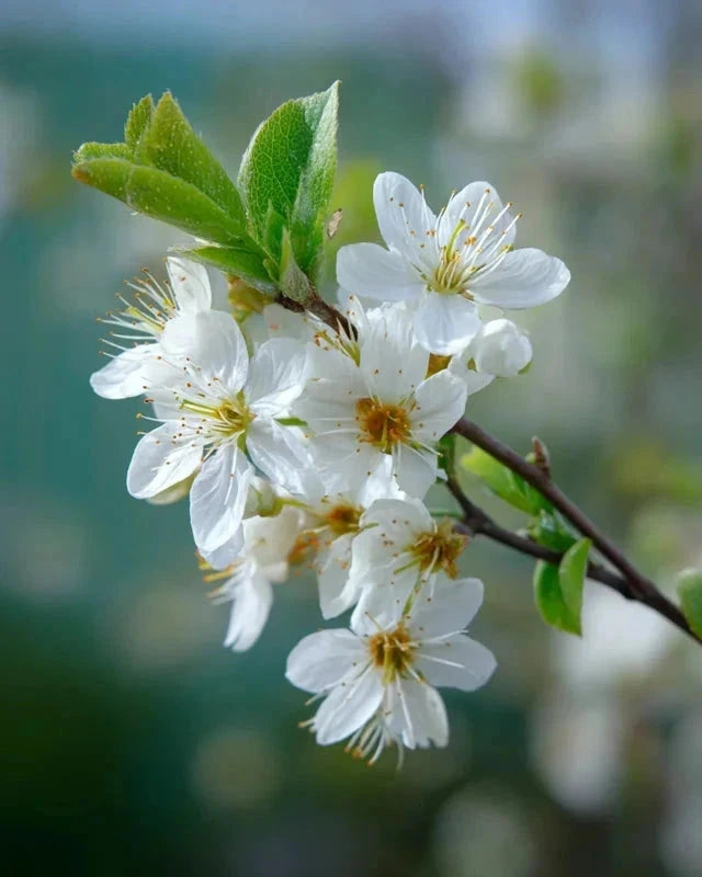 Prunier 'Ente' - 1/2 tige - H.175/200cm - Pot de 15 litres - Image 5