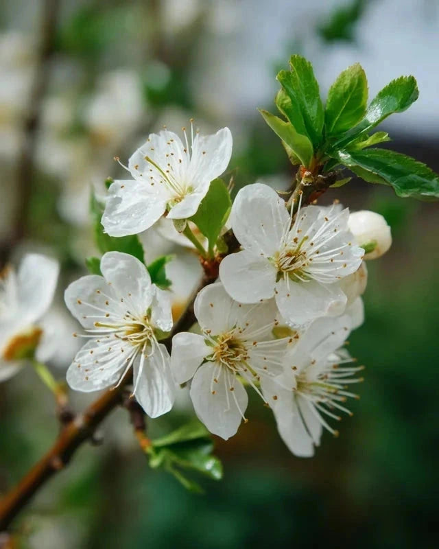 Prunier 'Ente' - 1/2 tige - H.175/200cm - Pot de 15 litres - Image 6