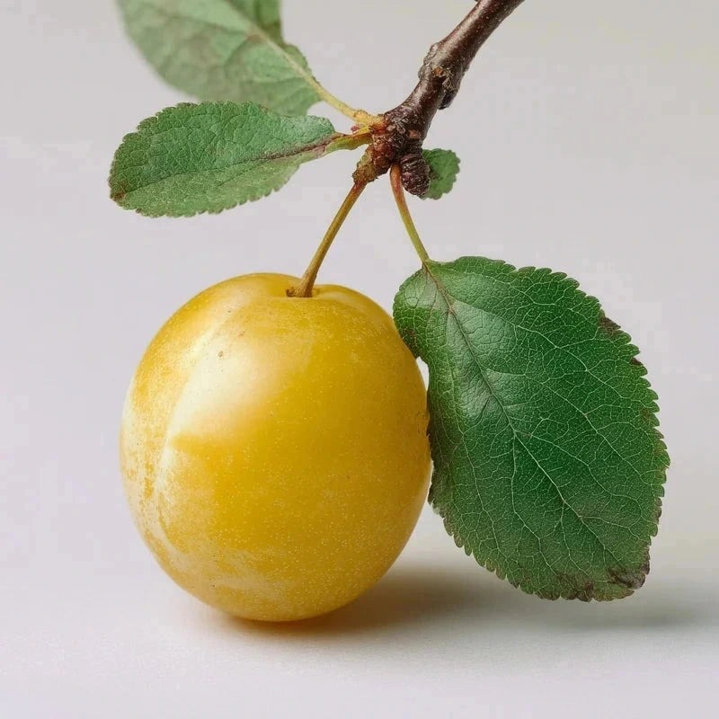 Prunier 'Mirabelle de metz' Label Rouge - H.125/150cm - Gobelet - Pot de 12 litres - Image 4