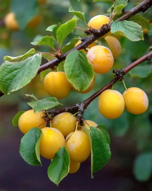 Prunier 'Mirabelle de nancy' - Gobelet - H.125/150cm - Pot de 12 litres