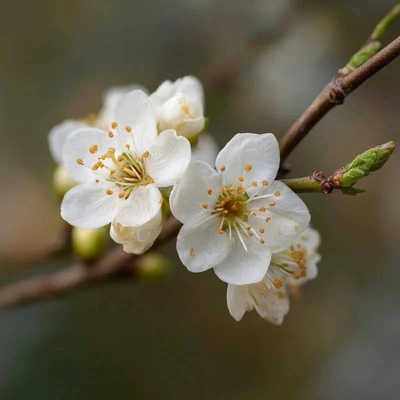 Prunier 'Mirabelle de Nancy' Label Rouge - 1/2 tige - H.175/200cm - Pot de 15 litres - Image 5
