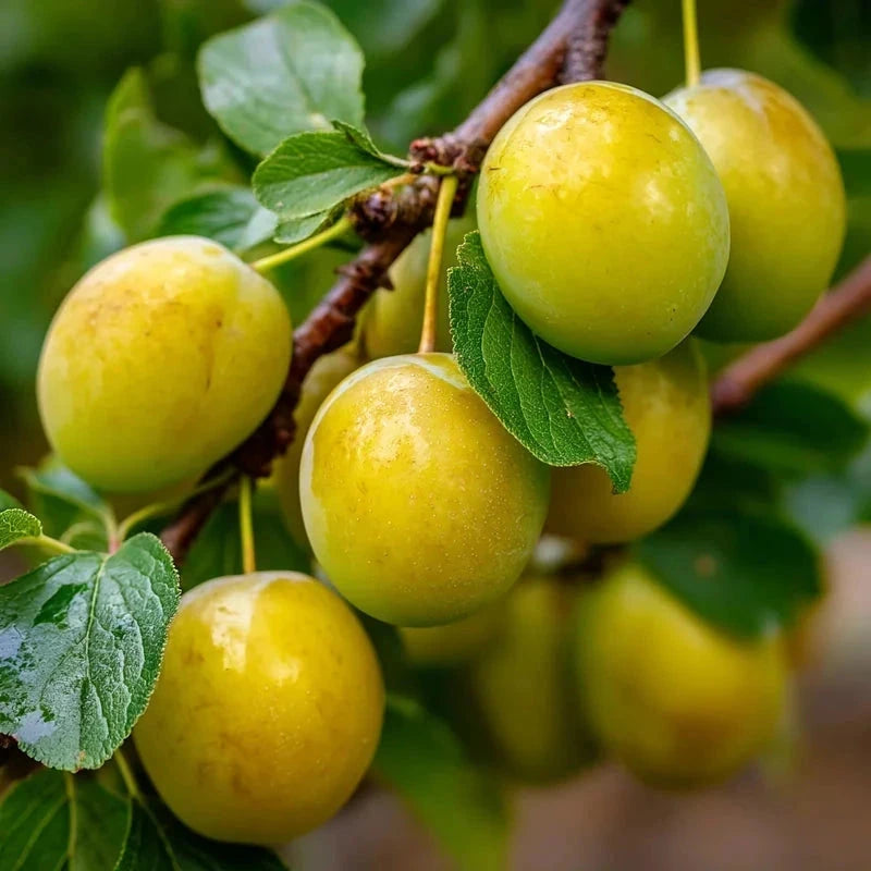 Prunier 'Reine Claude de Bavay' - 1/2 tige - H.175/200cm - Pot de 15 litres