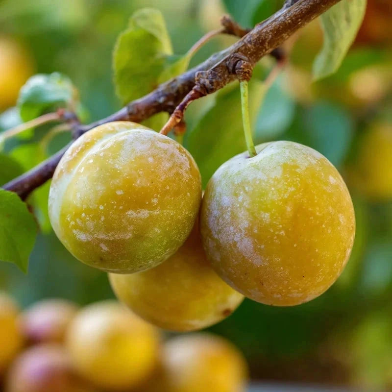 Prunier 'Reine Claude Dorée' - 1/2 tige - H.175/200cm - Pot de 15 litres