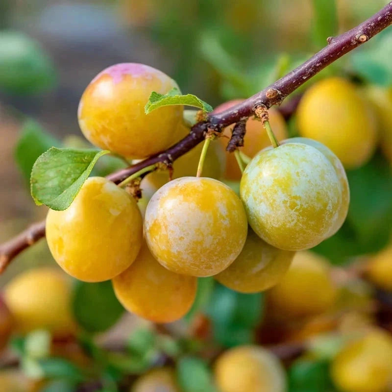 Prunier 'Reine Claude Dorée' - 1/2 tige - H.175/200cm - Pot de 15 litres - Image 3