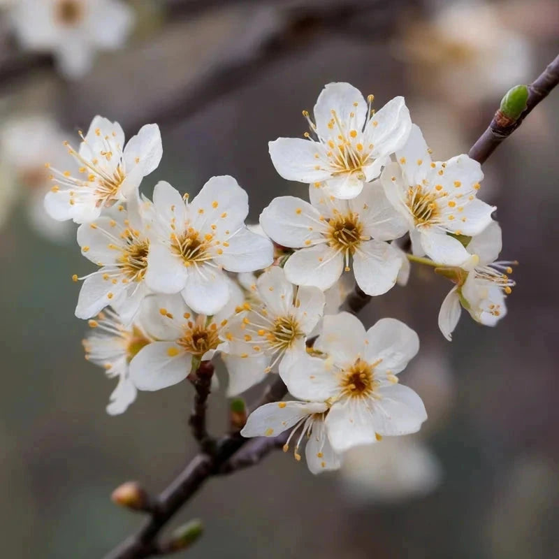Prunier 'Reine Claude Dorée' - 1/2 tige - H.175/200cm - Pot de 15 litres - Image 4