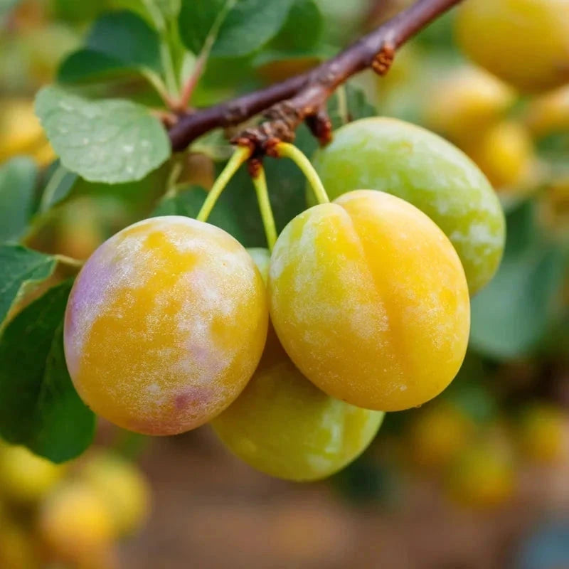 Prunier 'Reine Claude Dorée' - Gobelet - H.125/150cm - Pot de 12 litres