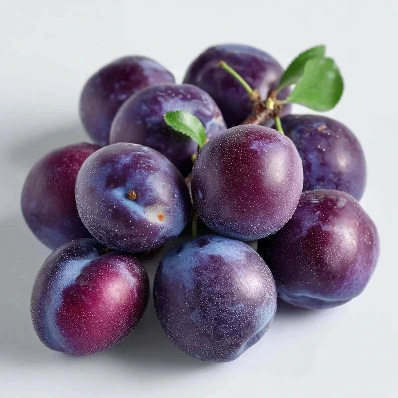 Prunier 'Reine Claude Violette' - 1/2 tige - H.175/200cm - Pot de 12 litres - Image 2