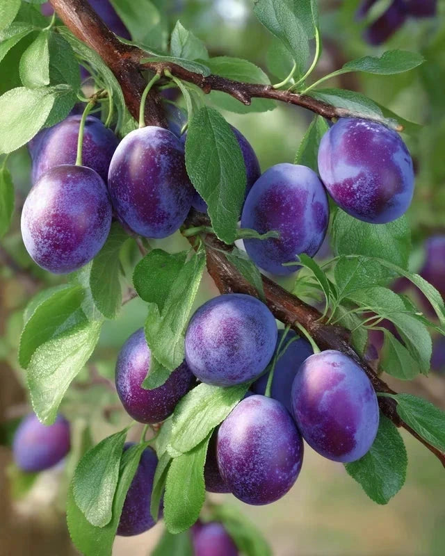 Prunier 'Reine Claude Violette' - 1/2 tige - H.175/200cm - Pot de 12 litres - Image 3