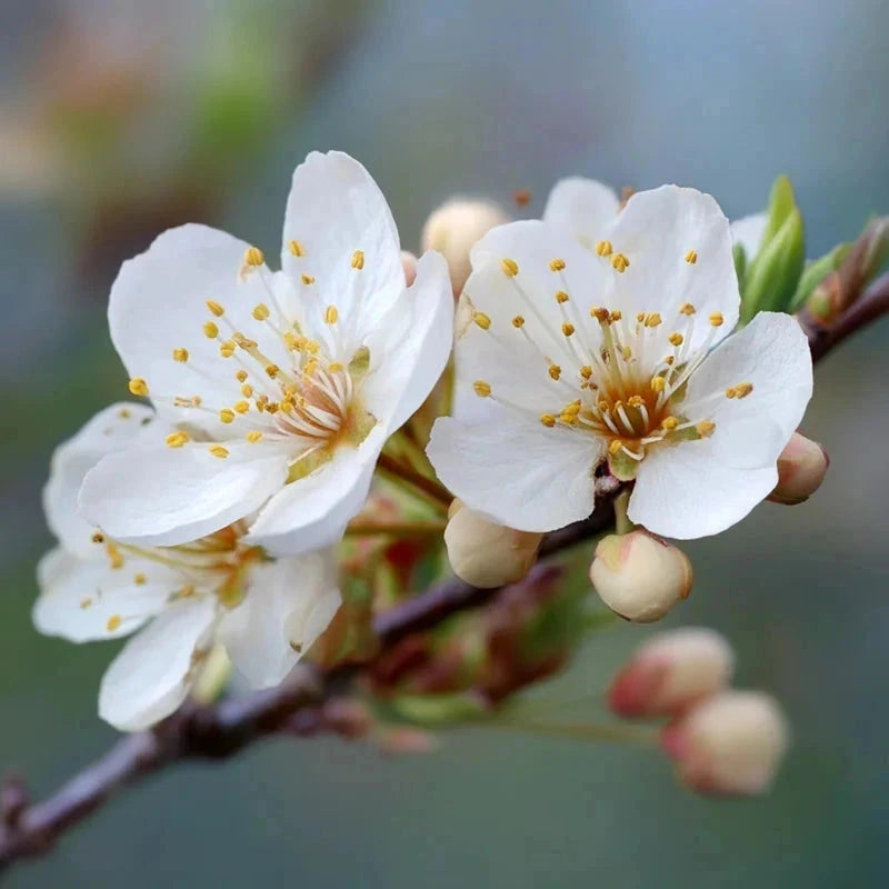 Prunier 'Reine Claude Violette' - 1/2 tige - H.175/200cm - Pot de 12 litres - Image 5
