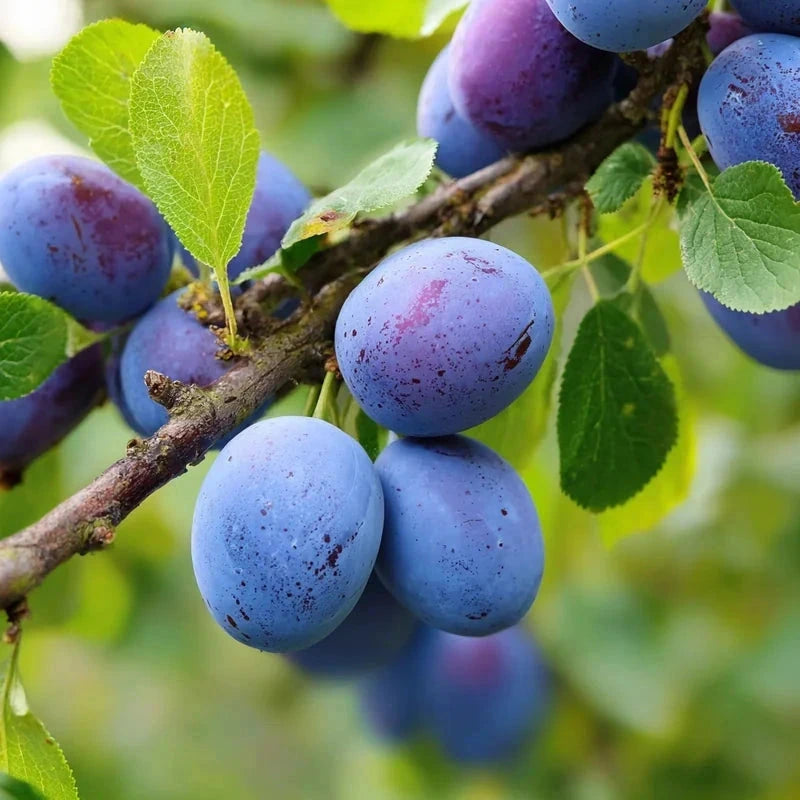 Prunier nain 'Mirablue' - Colonnaire - H.100/125cm - Pot de 7,5 litres