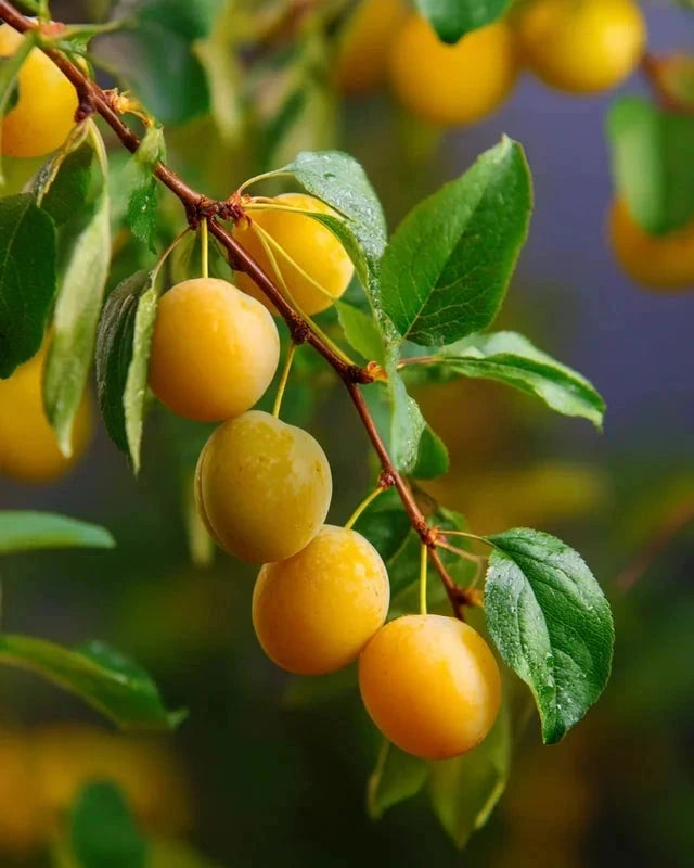 Prunier nain 'Reine gold' - 1/4 tige - H.80/100cm - Pot de 7,5 litres