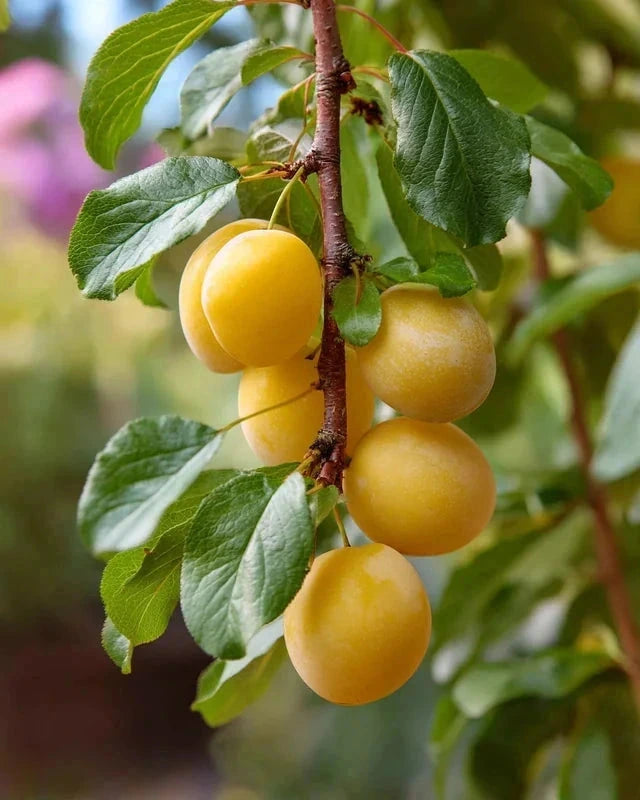 Prunier pluot 'Atlanta' - Colonnaire - H.100/125cm - Pot de 7,5 litres - Image 1