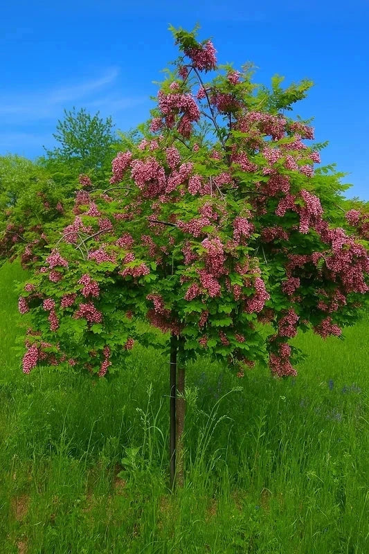 Robinier 'margaretta Georgia da torino' - Baliveau H.175/200cm - Pot de 15 litres