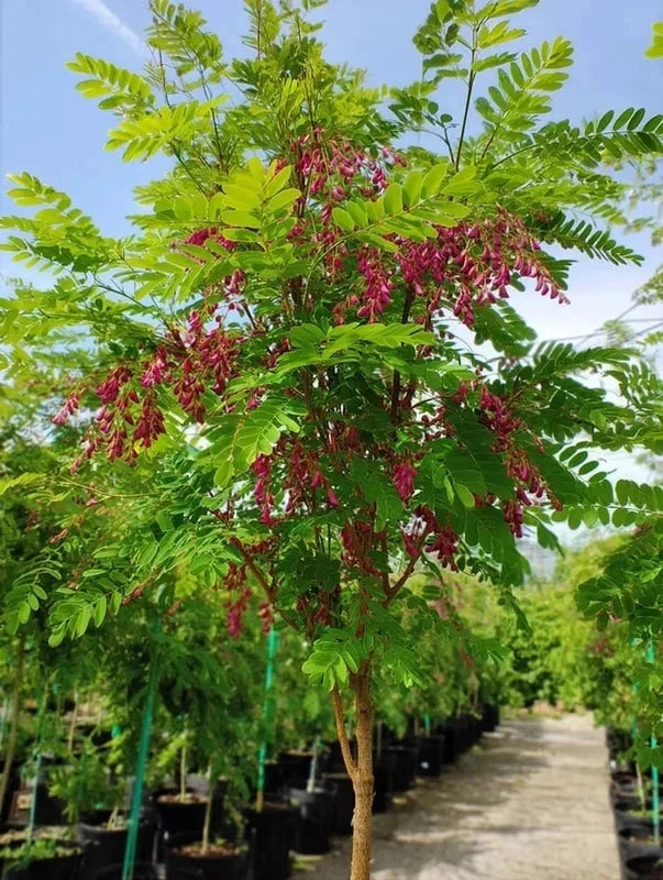 Robinier faux-acacia 'Casque rouge' - Baliveau - H.175/200 cm - Pot de 15 litres