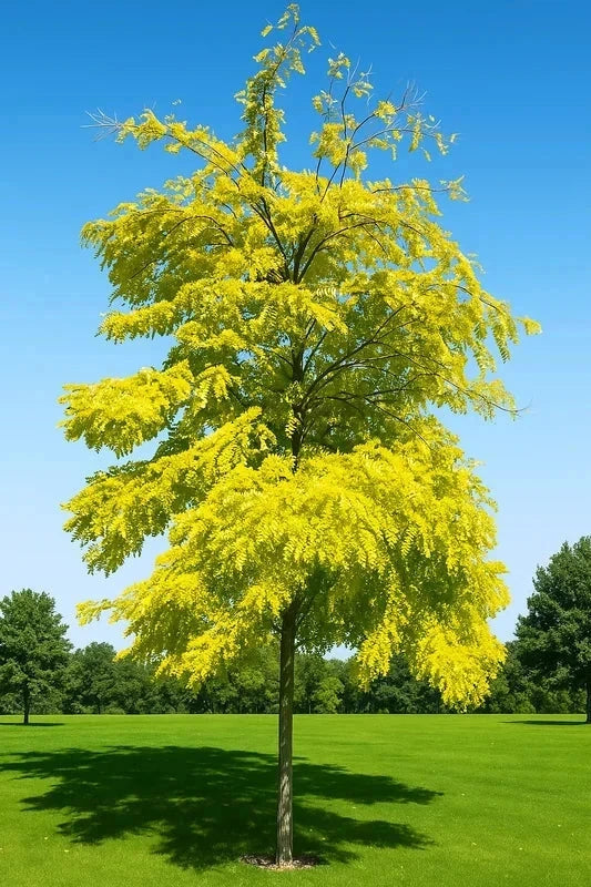 Robinier faux-acacia 'Frisia' - Baliveau - H.175/200cm - Pot de 15 litres