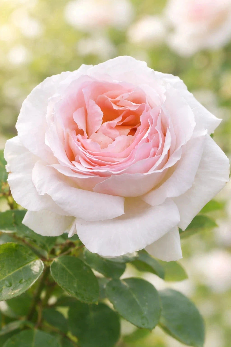 Rosier 'André le Nôtre®' - Tige - H.125/150cm - Pot de 10 litres