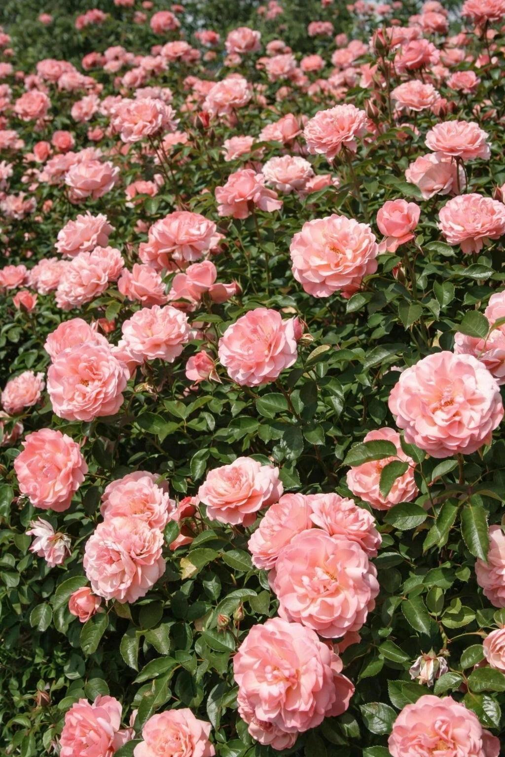 Rosier 'Botticelli®' - Tige - H.125/150cm - Pot de 10 litres - Image 3