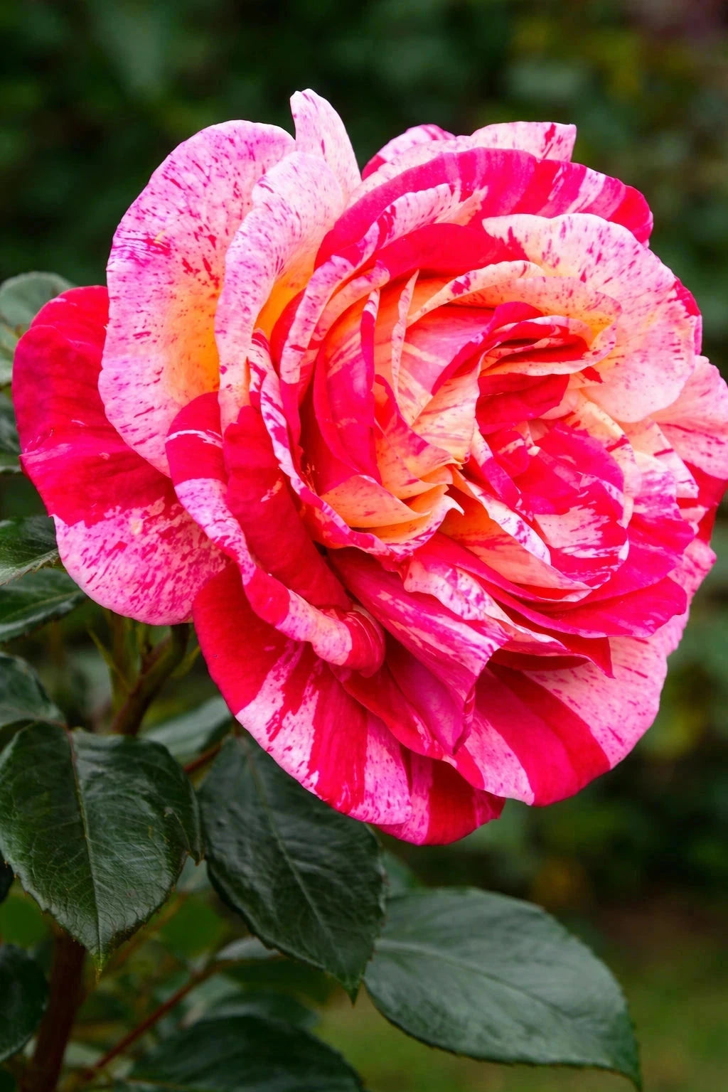 Rosier 'Camille Pissarro®' - Tige - H.125/150cm - Pot de 10 litres - Image 1