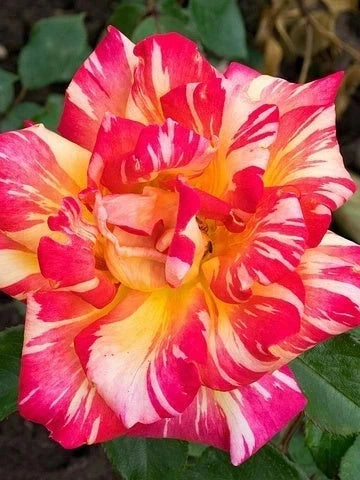 Rosier 'Camille Pissarro®' - Tige - H.125/150cm - Pot de 10 litres - Image 2