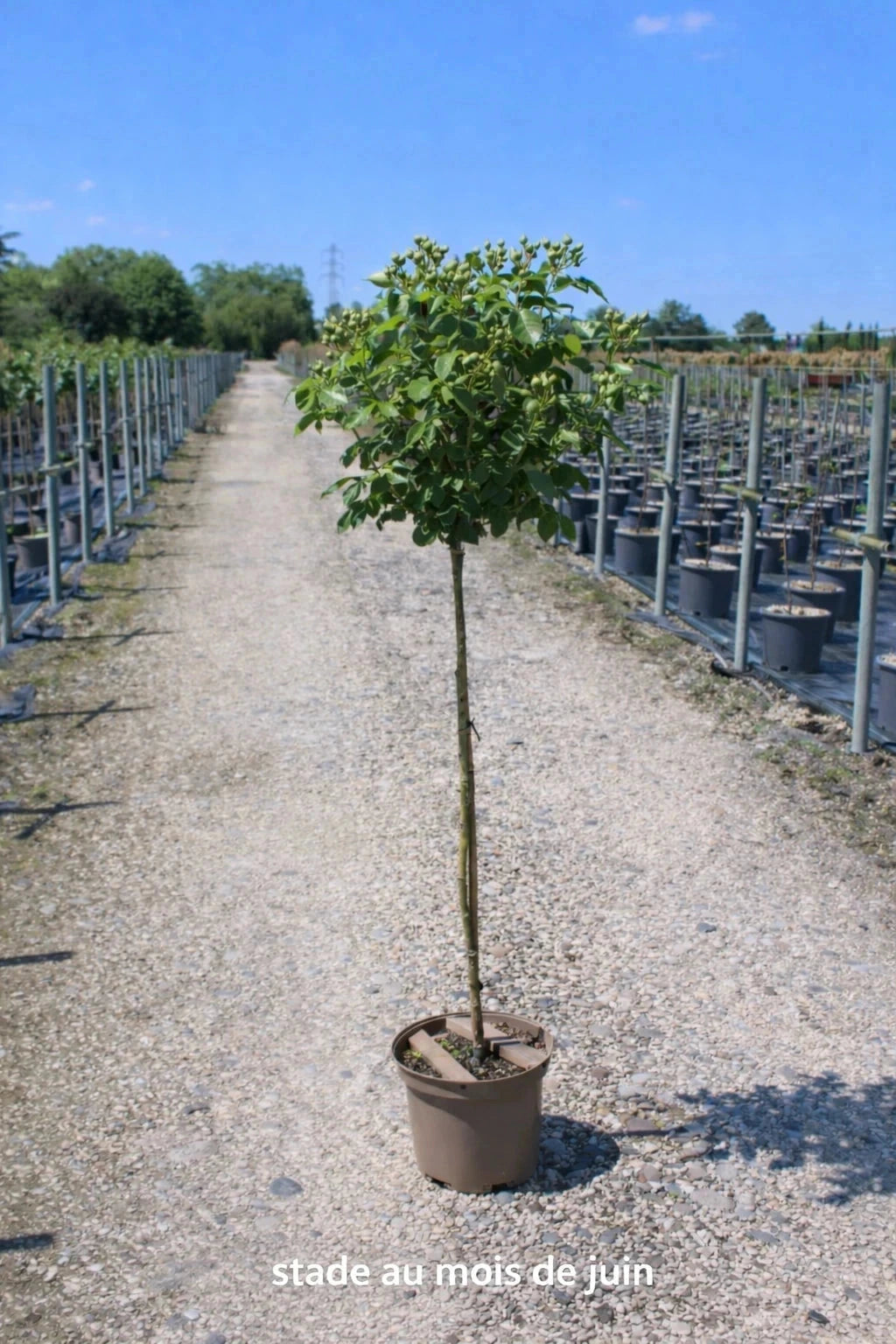 Rosier 'Camille Pissarro®' - Tige - H.125/150cm - Pot de 10 litres - Image 7