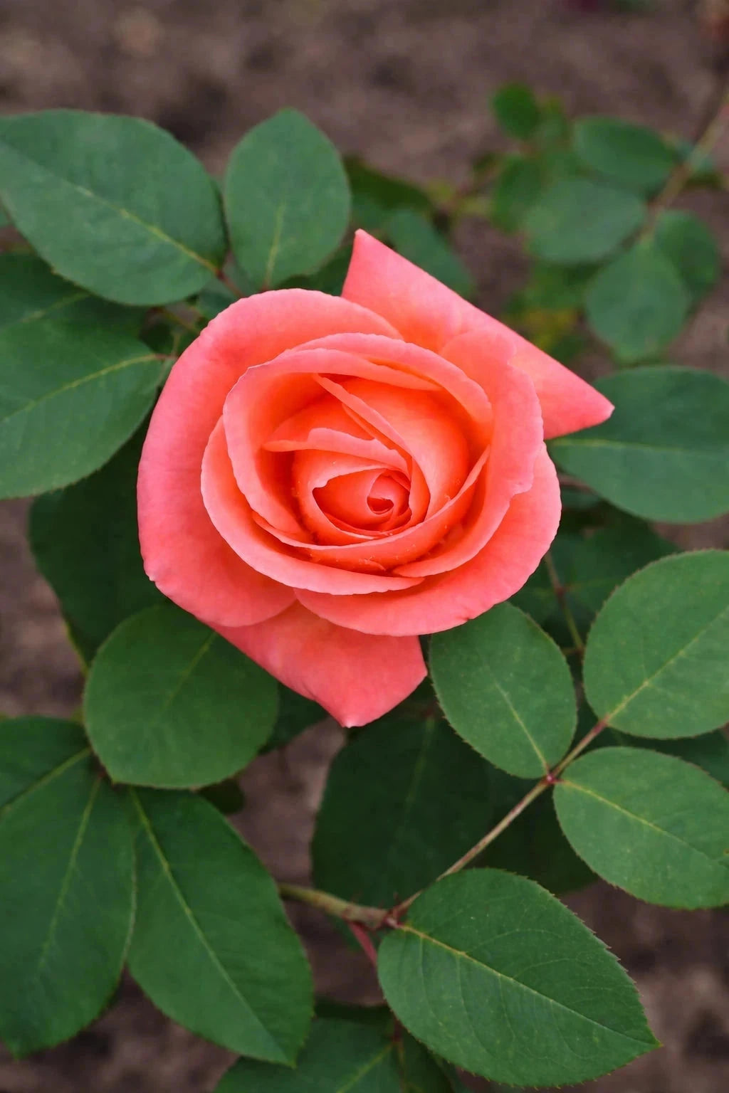 Rosier 'Catherine Deneuve®' - Tige - H.125/150cm - Pot de 10 litres - Image 1