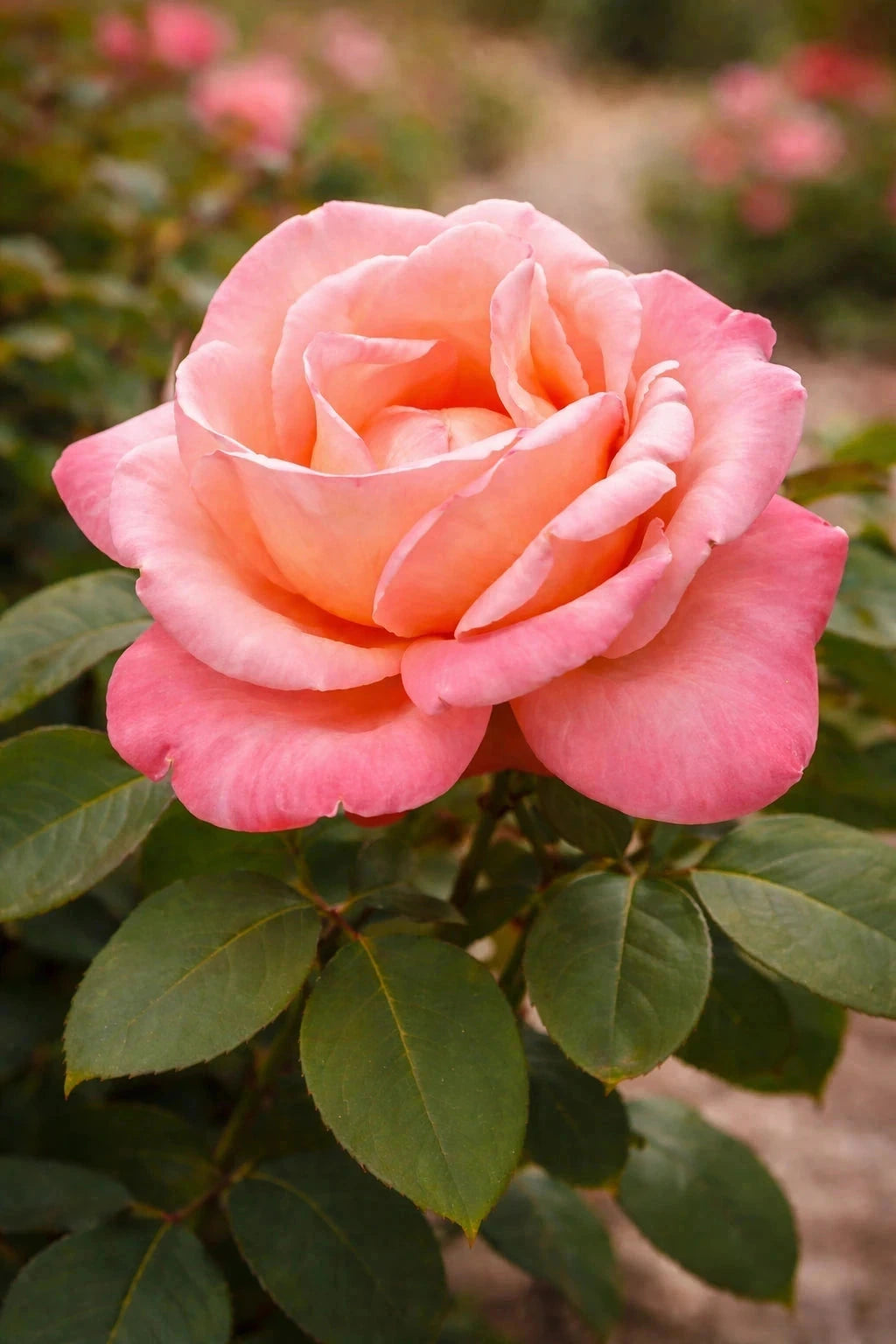 Rosier 'Catherine Deneuve®' - Tige - H.125/150cm - Pot de 10 litres - Image 2