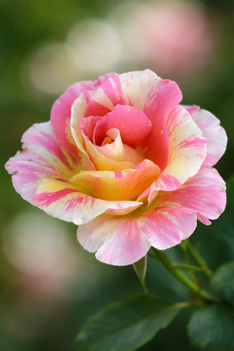 Rosier 'Claude Monet®' - Tige - H.125/150cm - Pot de 10 litres