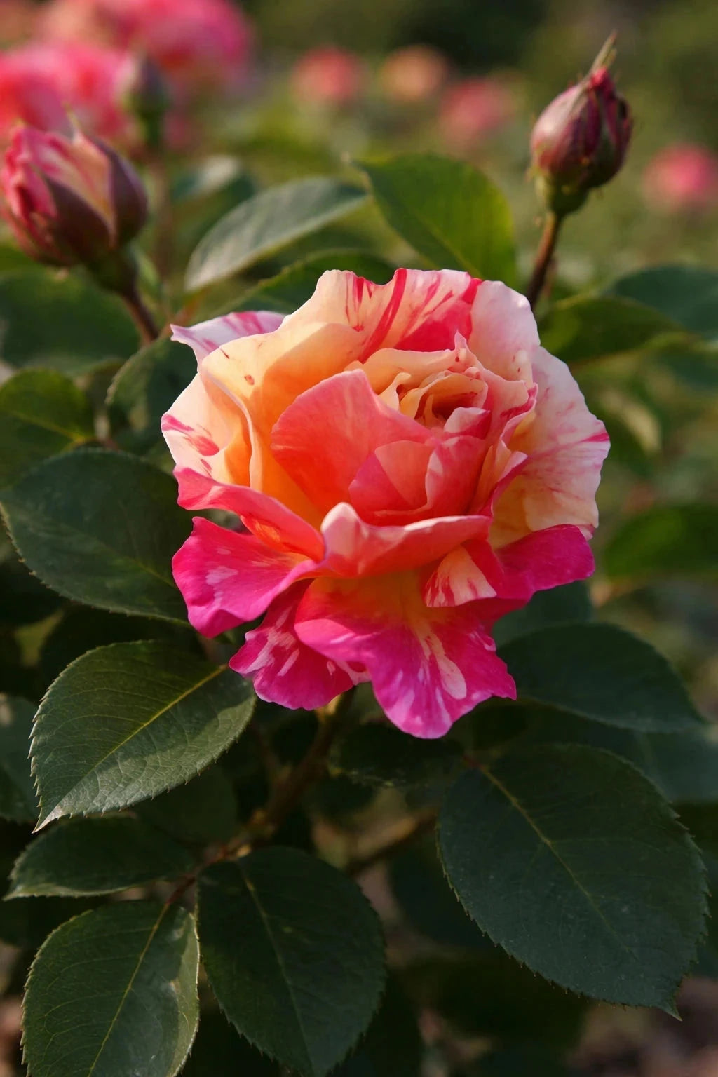 Rosier 'Claude Monet®' - Tige - H.125/150cm - Pot de 10 litres - Image 3