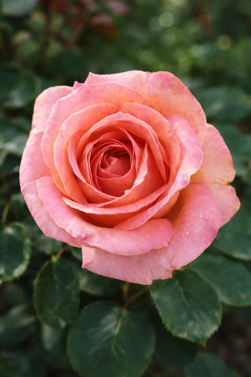 Rosier 'Elle®' - Tige - H.125/150cm - Pot de 10 litres