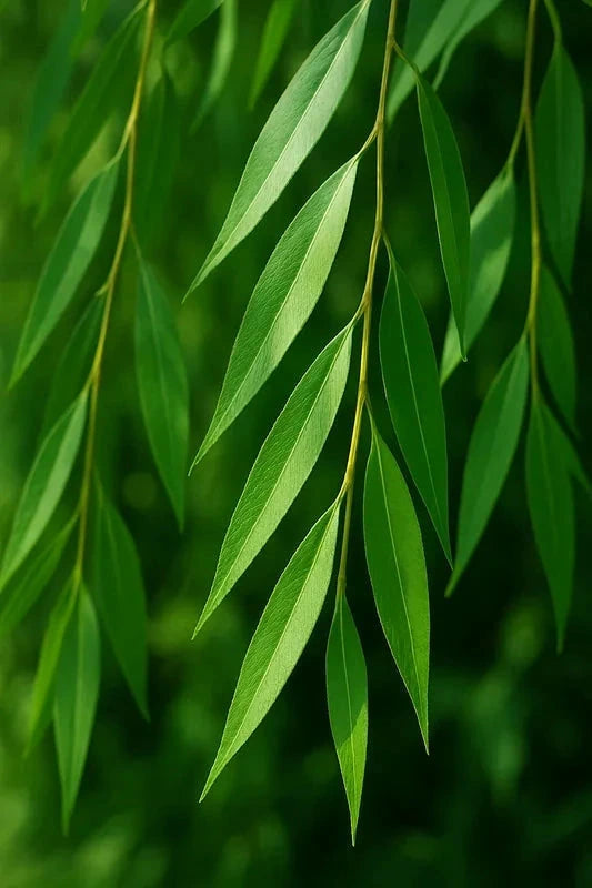 Saule pleureur 'Tristis' - Tige 10/12cm - H.250/300cm - Pot de 30 litres - Image 3