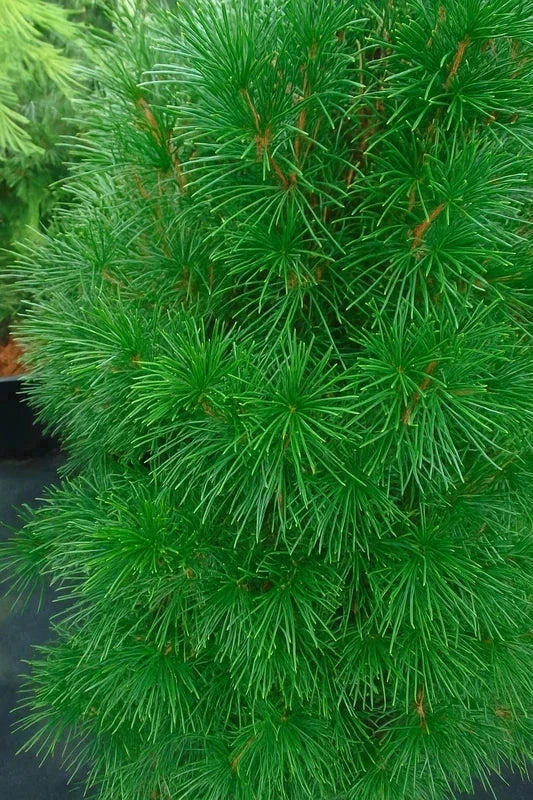 Sciadopitys verticillata - H.80/100cm - Pot de 7 litres - Image 3