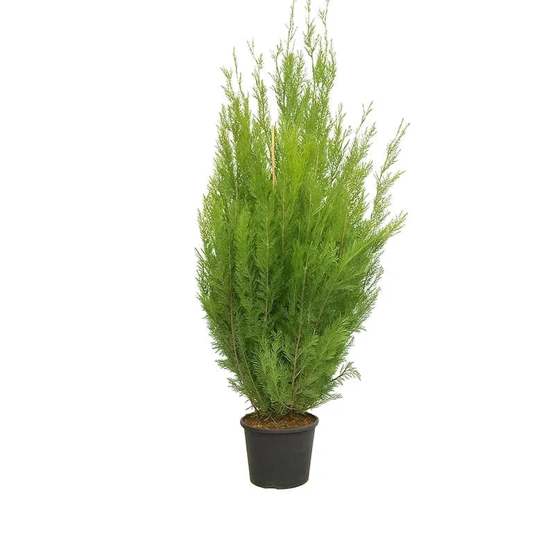 Thuya géant 'Atrovirens' - H.200/250cm - Pot de 25 litres